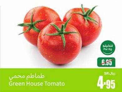 Green House Tomato